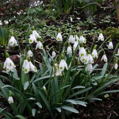 Impression der Schneeglöckchenreise Galanthour von Iris Ney - die Gartenreise in den Frühling nach England