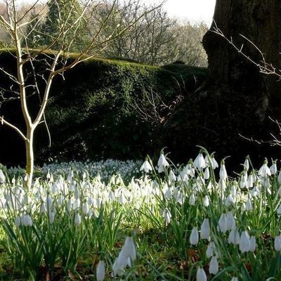 Impression der Schneeglöckchenreise Galanthour von Iris Ney - die Gartenreise in den Frühling nach England