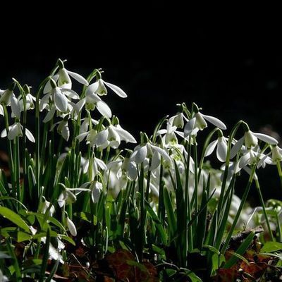 Impression der Schneeglöckchenreise Galanthour von Iris Ney - die Gartenreise in den Frühling nach England