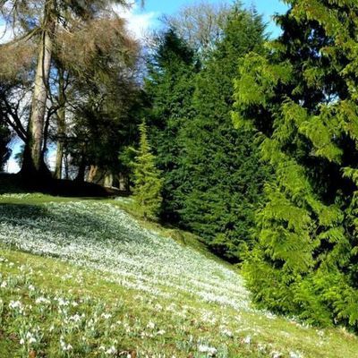 Impression der Schneeglöckchenreise Galanthour von Iris Ney - die Gartenreise in den Frühling nach England