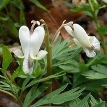 Die weißen Herzblüten von Dicentra canadensis; unschuldig, unkitschig.