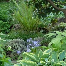 Blicke müssen freigehalten werden: hier auf den Regenbogenfarn, Phlox divaricata 'Chattahoochee' und panaschierte Funkien unter einem Rhododendron.