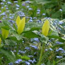 Schattengarten mit Trillium luteum und Vergissmeinnicht. Die Pflege dieses Bereiches sollte sich ganz auf die Bedürfnisse des wertvollen Trilliums konzentrieren.