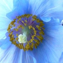 Der blaue Scheinmohn Meconopsis x sheldonii geht in seinen Standortansprüchen keine Kompromisse ein. Wer diesen aber gerecht wird, den beglückt der Schattenaristokrat mit solchen unwirklichen Blüten in Eisvogelblau.