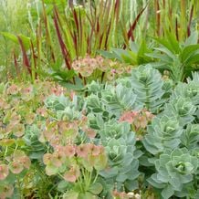 Die Walzenwolfsmilch Euphorbia myrsinitis bildet mit ihren reptilienartig geschuppten 'Walzen-Trieben' eine der schönsten Strukturen im trockenen Sonnengarten. Im Hintergrund soll das Blutgras Imperata cylindrica 'Red Baron' mit lebendig roten Halmen das pastellige Bild aus bläulichem Laub und vergehenden, ins Rosé umfärbenden Blüten anstacheln.