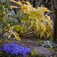 Impression zur Gartenreise Galanthour von Iris Ney - DIE Gartenreise in den Vor-Frühling nach England. Hier gelbblühende Helleborus Hybridus und Iris reticulata in einem Privatgarten.