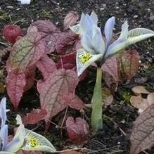 Impression zur Gartenreise Galanthour von Iris Ney - DIE Gartenreise in den Vor-Frühling nach England. Iris Katherine Hodgkin mit Epimediumlaub in einem schottischen Privatgarten.