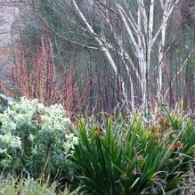 Impression zur Gartenreise Galanthour von Iris Ney - DIE Gartenreise in den Vor-Frühling nach England. Hier Impressionen eines winterlichen Gartens in Schottland.