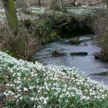 Impression zur Gartenreise Galanthour von Iris Ney - DIE Gartenreise in den Vor-Frühling nach England. Hier verwilderte Galanthus am Bachlauf in Cambo Estate, Schottland.