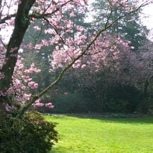 Impression zur Gartenreise Frühlingserwachen von Iris Ney - DIE Gartenreise in den Frühling nach England. Hier die Kirschblüte im Arboretum Kalmthout, BE.