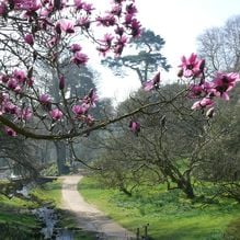 Impression zur Gartenreise Frühlingserwachen von Iris Ney - DIE Gartenreise in den Frühling nach England. Hier der Blütentraum von Magnolia cambellii in Wakehurst Place, GB.