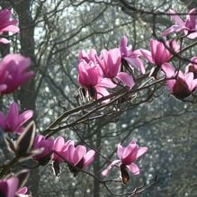 Impression zur Gartenreise Frühlingserwachen von Iris Ney - DIE Gartenreise in den Frühling nach England. Hier der Blütentraum von Magnolia cambellii in Wakehurst Place, GB.
