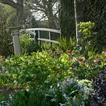 Impression zur Gartenreise Frühlingserwachen von Iris Ney - DIE Gartenreise in den Frühling nach England. Hier ein gut gestalteter Privatgarten mit zahlreichen Helleborus.