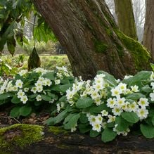 Impression zur Gartenreise Frühlingserwachen von Iris Ney - DIE Gartenreise in den Frühling nach England. Hier Primula vulgaris mit bemooster Baumrinde in einem Privatgarten in England.