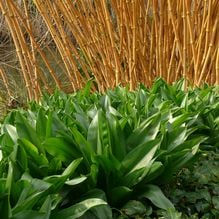 Impression zur Gartenreise Frühlingserwachen von Iris Ney - DIE Gartenreise in den Frühling nach England. Hier perfekt gepflegter Bambus mit dem frischgrünen Laub von Colchicum in einem Privatgarten in England.