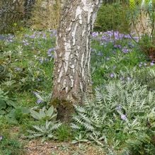 Impression zur Gartenreise Frühlingserwachen von Iris Ney - DIE Gartenreise in den Frühling nach England. Hier perfekt passend zum Birkenstamm die Mariendistel in einem Privatgarten in England.