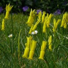 Impression zur Gartenreise Frühlingserwachen von Iris Ney - DIE Gartenreise in den Frühling nach England. Hier verwilderte Narcissus cyclamineus in einem Privatgarten in England.