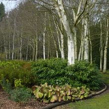 Impression zur Gartenreise Frühlingserwachen von Iris Ney - DIE Gartenreise in den Frühling nach England. Hier eine gut gestaltete Bepflanzung in einem Privatgarten in England.