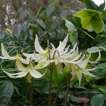 Impression zur Gartenreise Frühlingserwachen von Iris Ney - DIE Gartenreise in den Frühling nach England. Hier Erythronium White Beauty mit verblühender Helleborus in einem Privatgarten in England.