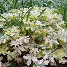 Impression zur Gartenreise Frühlingserwachen von Iris Ney - DIE Gartenreise in den Frühling nach England. Hier der lebhafte Austrieb von Geranium x oxonianum Spring Fling in einem Privatgarten in England.