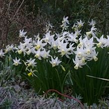 Impression zur Gartenreise Frühlingserwachen von Iris Ney - DIE Gartenreise in den Frühling nach England. Hier blühende Engelstränennarzissen in einem Privatgarten in England.