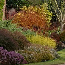 Der farbenfrohe Wintergarten von Cambridge Botanic Garden.