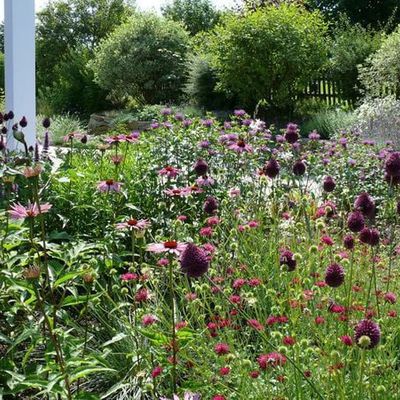 Hier im Vordergrund sorgen die dunkelvioletten, tropfenförmigen Blüten von Allium sphaerocephalon für eine außergewöhnliche Lebendigkeit. Die Streuung dieses wildhaften Lauches setzt die verschiedenen Staudenflächen miteinander in Verbindung.