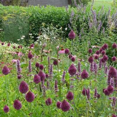 Dieser naturnahe Garten zeigt auch ohne Bewässerung eine üppige Blütenentwicklung. Wichtig hierfür ist eine geeignete Pflanzen- und Standortauswahl sowie eine angepasste und angemessene Bodenvorbereitung. Diese dauert viel länger als das Pflanzen selber.