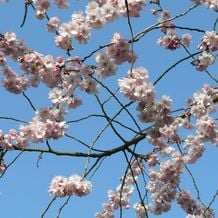 Wie beim japanischen Kirschblütenfest: Impression der besonderen Gartenreise Frühlingserwachen von Iris Ney - die Gartenreise in den Frühling nach England.