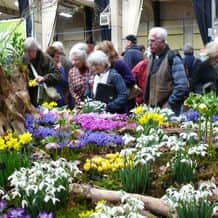 Impression der Schneeglöckchenreise Galanthour von Iris Ney - DIE Gartenreise in den Frühling nach England