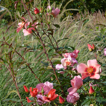 Impressionen zur besonderen Gartenreise OKTOBERLODERN nach England. Im RHS-Sichtungsgarten Wisley zeigt die persische Rosa For your Eyes wie gesund sie wirklich ist. Mit gänzendem Laub und ungeahntem Blütenreichtum hier dekorativ vor Lampenputzergras.