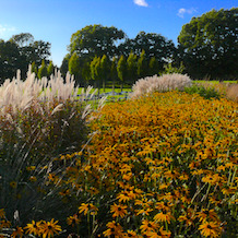 Impressionen zur besonderen Gartenreise OKTOBERLODERN nach England. In Sussex Prairie Gardens verstärkt die Herbstsonne den Goldsturm der Rudbeckien durch das Beet. Miscanthus schimmern seidig daneben.