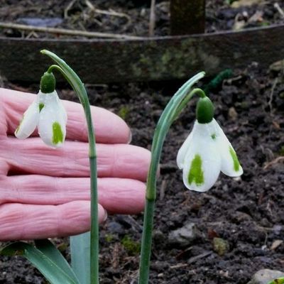 Impression der Schneeglöckchenreise Galanthour von Iris Ney - die Gartenreise in den Frühling nach England