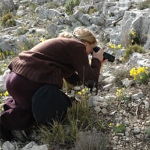 Lieber ein Foto genommen als die ganze Pflanze: Narcissus requienii am Naturstandort in der Provence, April 2008. 