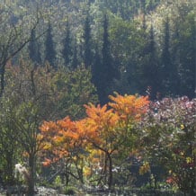 Eine Essigbaumgruppe vor dunkler Kulisse im Herbst.