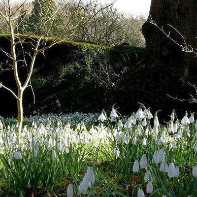 Impression der Schneeglöckchenreise Galanthour von Iris Ney - die Gartenreise in den Frühling nach England