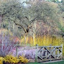 Impressionen zur Galanthour - DER Gartenreise in den Vor-Frühling nach England mit Iris Ney. Kühle, fahle Farben der bereiften Weiden übernehmen den guten Ton der ersilberten Holzbrücke. Grünliches Gelb von panaschierter Kriechspindel und rindenfärbenden Hartriegeln unterstreichen die kühle Winterstimmung.