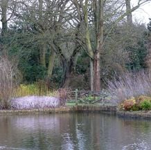 Impression der Schneeglöckchenreise Galanthour von Iris Ney - DIE Gartenreise in den Vor-Frühling nach England. Winterliche Impressionen mit kreiderindigen Rubus und Salix.